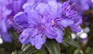 Rhododendron 'Luisella'