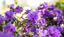 Rhododendron 'Luisella'