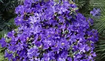 Rhododendron 'Luisella'