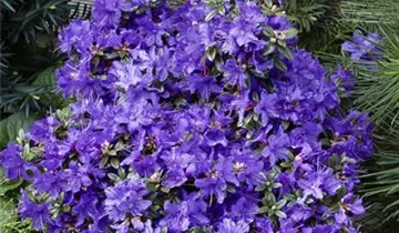 Rhododendron 'Luisella'