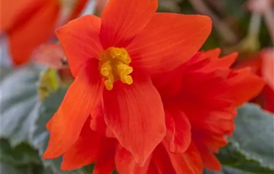 Begonia grandiflora