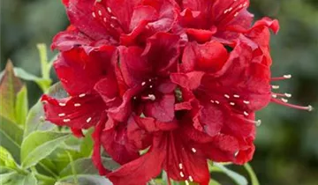 Sommergrüne Azalee 'Red Sunset'