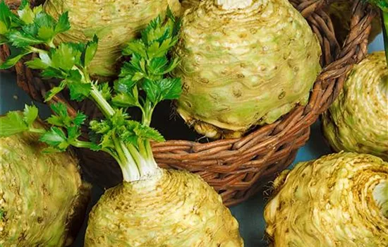 Apium graveolens rapaceum (Knollensellerie)