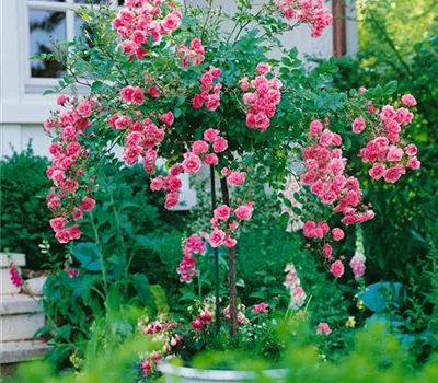 Rosa 'Bayernland Cover' (Strauchrose)