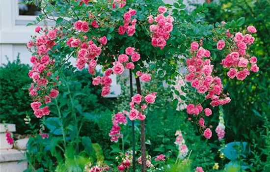 Rosa 'Bayernland Cover' (Strauchrose)