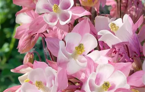 Aquilegia caerulea 'Biedermeier'