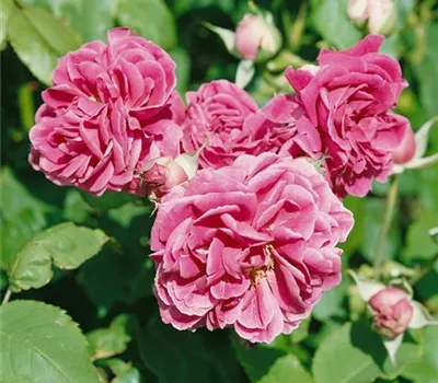 Rosa 'Camelot' (Beetrose)