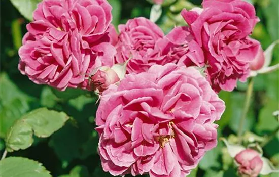 Rosa 'Camelot' (Beetrose)