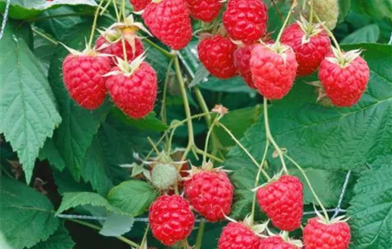 Rubus idaeus Elida