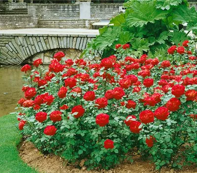 Rosa 'Dame de Coeur' (Edelrose)