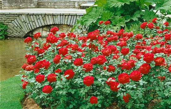 Rosa 'Dame de Coeur' (Edelrose)