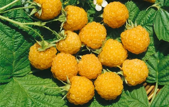 Rubus idaeus var. strigosus 'Fall Gold'