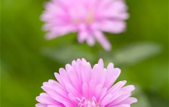 Aster Wood's Pink, rosa