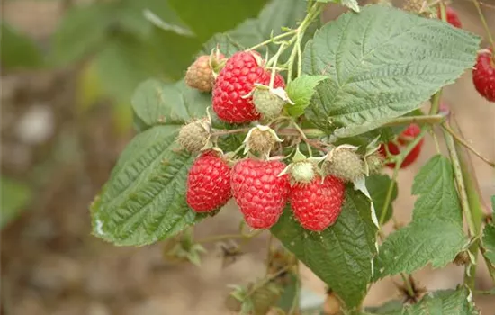 Rubus idaeus Glen Ample