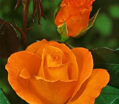 Rosa 'Doris Tysterman' (Edelrose)