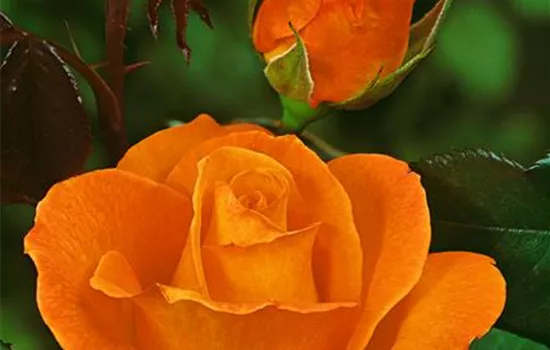 Rosa 'Doris Tysterman' (Edelrose)