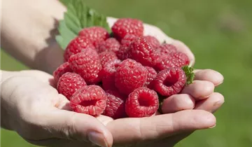 Gemeine Himbeere