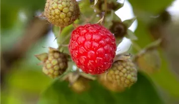 Gemeine Himbeere