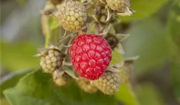 Gemeine Himbeere