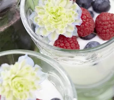 Vaccinium angustifolium