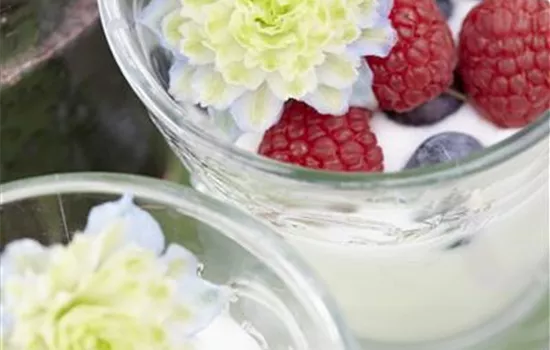 Vaccinium angustifolium