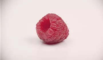 Gemeine Himbeere