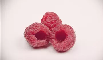 Gemeine Himbeere