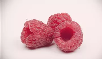 Gemeine Himbeere