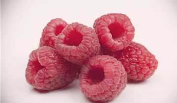 Gemeine Himbeere