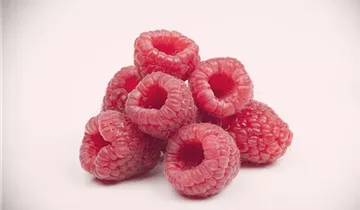 Gemeine Himbeere