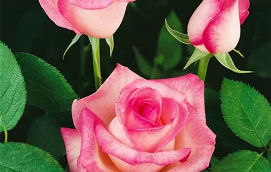 Rosa 'Eiffel Tower' (Edelrose)