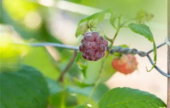 Rubus idaeus 'Glen Coe' (Himbeere)