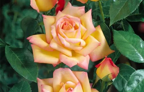 Rosa 'Gloria Dei' (Edelrose)