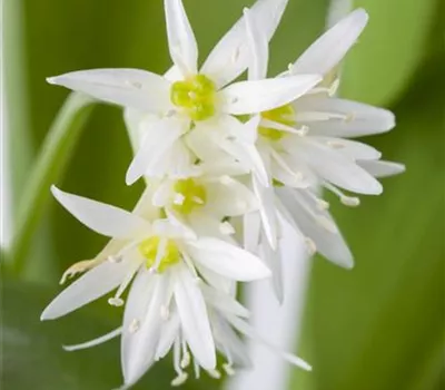Allium ursinum