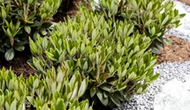 Rhododendron 'Honigduft'