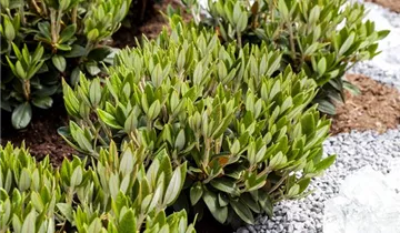 Rhododendron 'Honigduft'