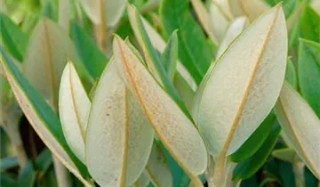Rhododendron 'Honigduft'