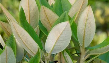 Rhododendron 'Honigduft'