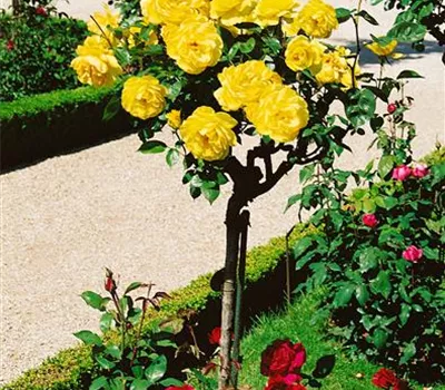 Rosa 'Gold Glow' (Edelrose)