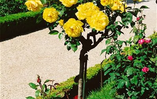Rosa 'Gold Glow' (Edelrose)