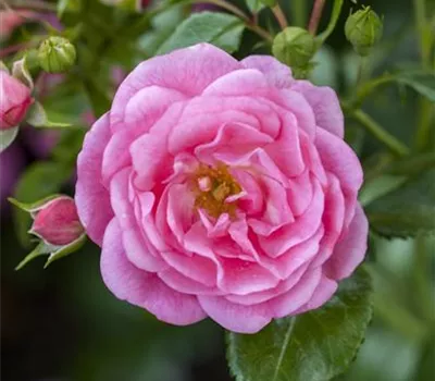 Rosa LillyRose Wonder5
