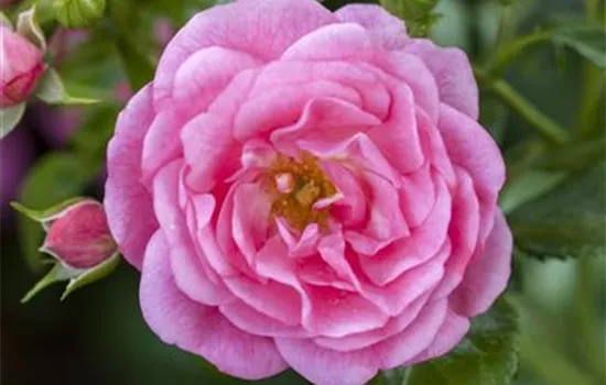 Rosa LillyRose Wonder5