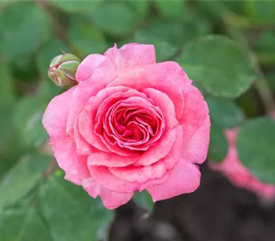 Rosa 'Marion' (Beetrose)