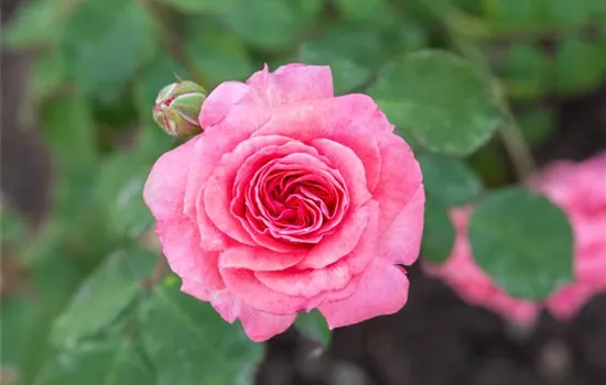 Rosa 'Marion' (Beetrose)