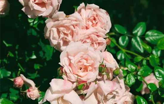 Rosa 'New Dawn' (Kletterrose)