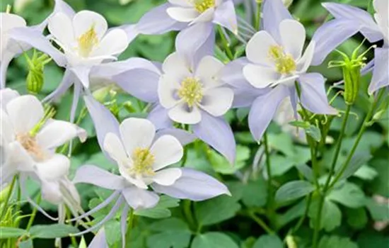 Aquilegia caerulea 'Origami Blue #amp; White'