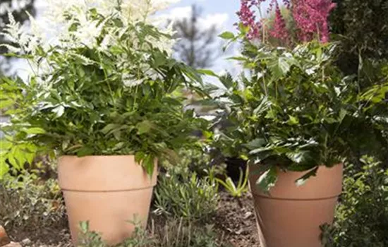 Astilbe arendsii, rot