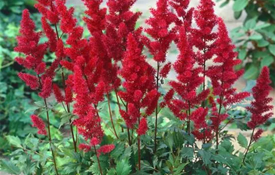 Astilbe x arendsii 'Fanal' (Arendsii-Gruppe)