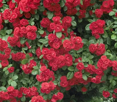 Rosa 'Paul's Scarlet Climber'