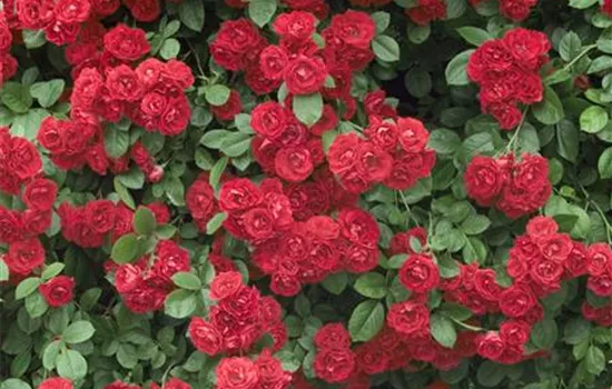 Rosa 'Paul's Scarlet Climber'